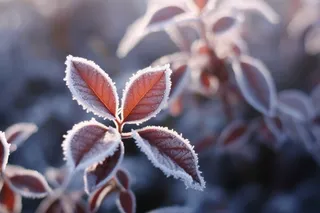 叶子上挂满了白霜摄影图