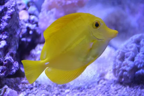 黄色观赏鱼图片