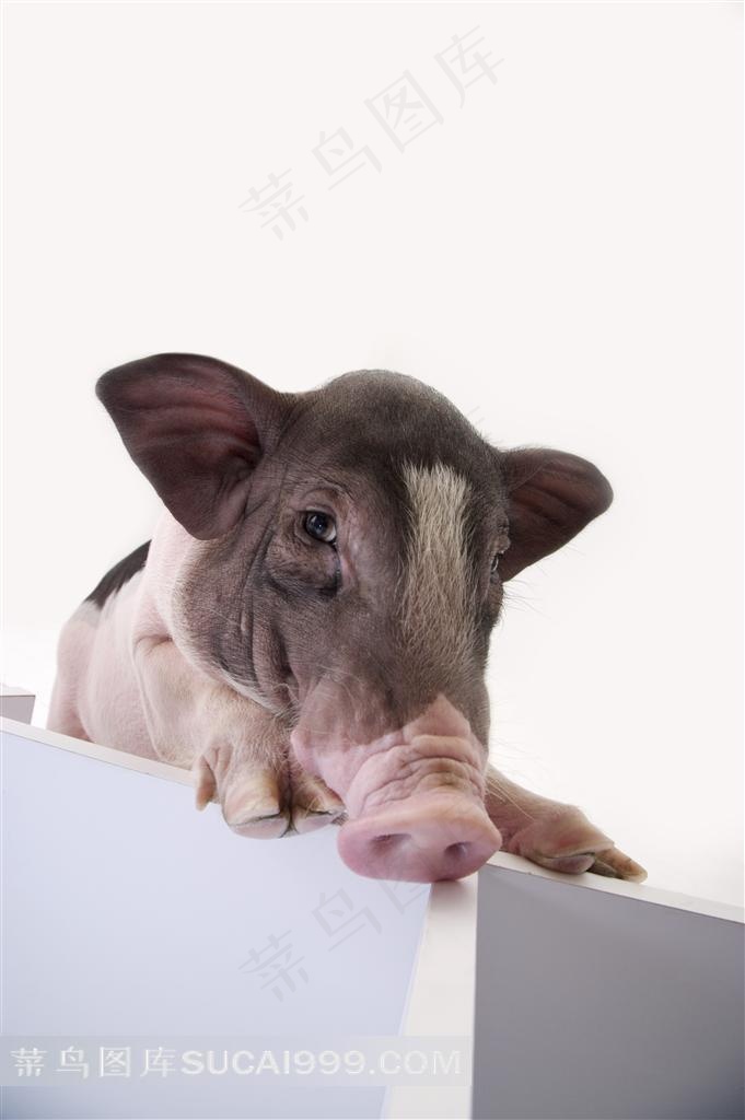 宠物猪猪脸高清特写图片