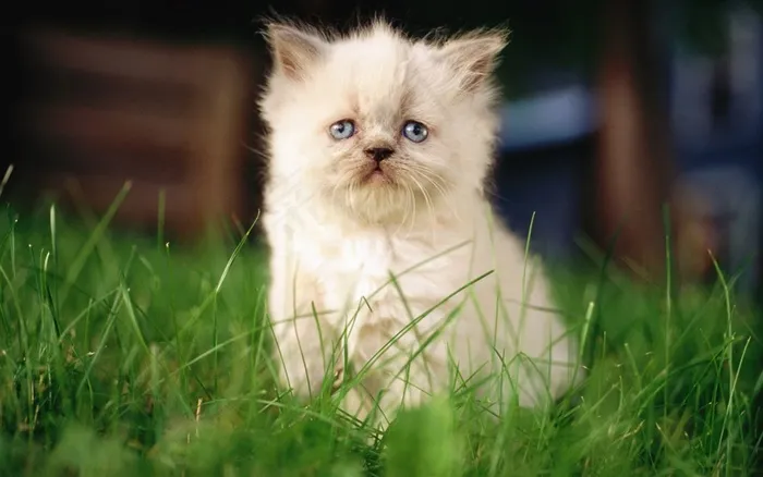 可爱萌猫桌面壁纸素材