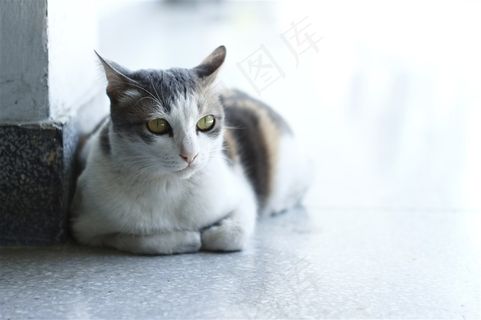 趴在地上的猫
