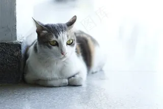 趴在地上的猫