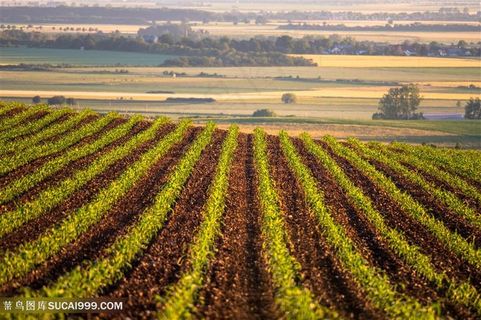 树木与农业种植园风光摄影高清图片