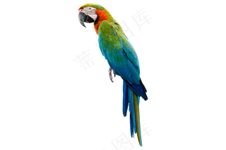 鹦鹉 巴哥 鸟