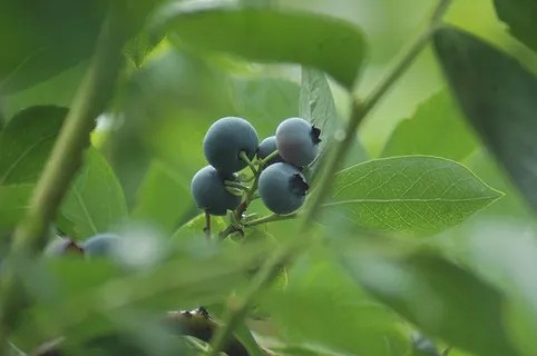蓝莓果摄影图片 蓝莓果摄影图片