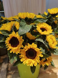 夏天  向日葵 高清图片