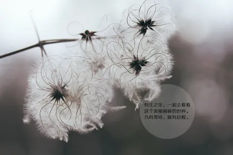 古风治愈系文字图片 古风治愈系文字图片