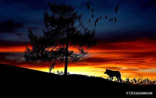 夕阳下寂寞孤傲的孤狼图片