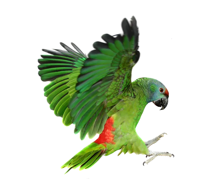 绿色鹦鹉动物鸟类
