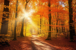 秋天森林红色树叶落叶阳光照射下摄影图