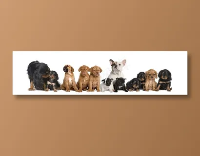 可爱的宠物狗狗图片