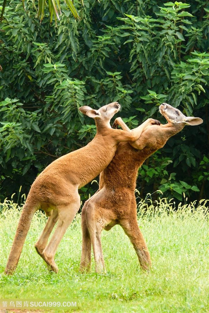 野生动物两只拳击的袋鼠