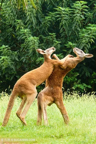 野生动物两只拳击的袋鼠