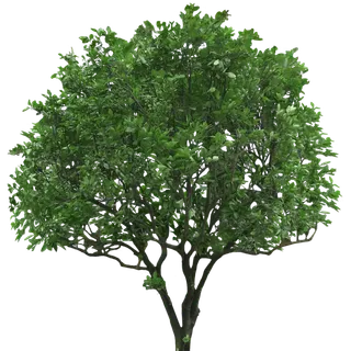 树木树枝树叶免扣素材