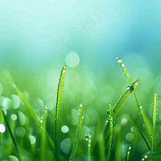 春天草地绿芽雨水露珠阳光，春分谷雨雨水白露摄影图