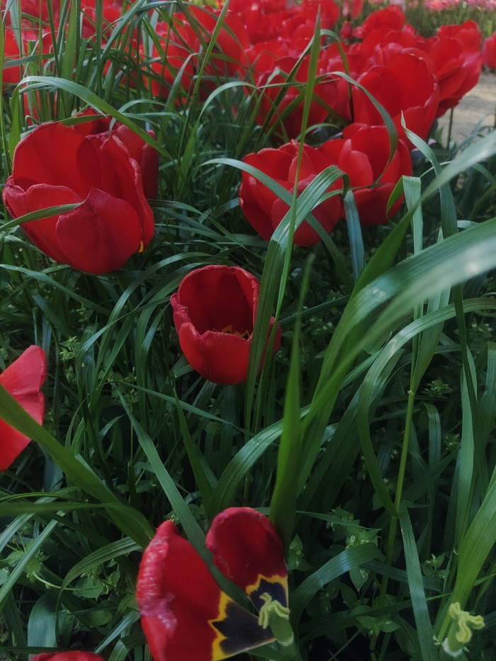 “赏花季”