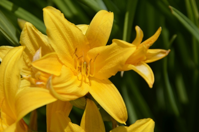 黄花高清摄影图片