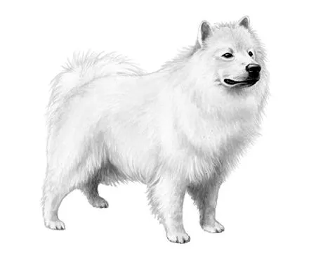 萨摩耶 PNG免抠(450x360)