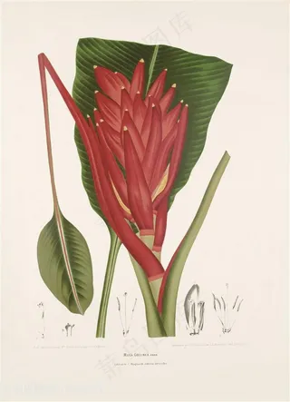 古图书植物果实花卉唯美插画