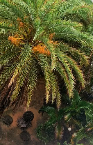 绿树雨后俯视摄影图