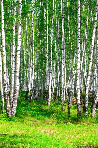 茂密树林图片下载