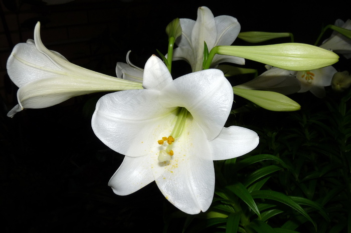 家养白百合花图片