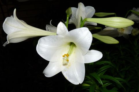 家养白百合花图片 家养白百合花图片