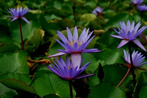 紫色睡莲花开放图片