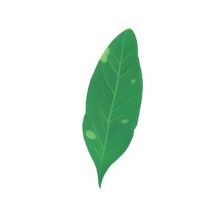 叶子树叶免抠