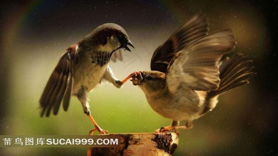 两只打闹的小鸟