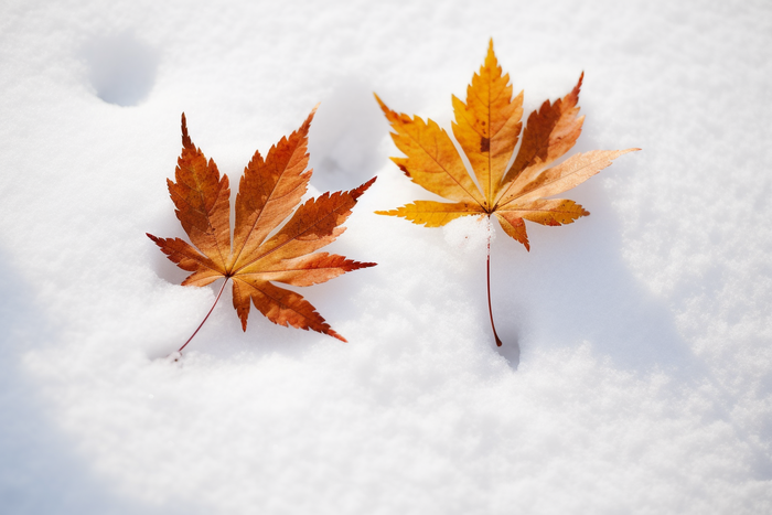 冬季雪上的枫叶雪景摄影图