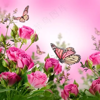 玫瑰蝴蝶素材 玫瑰蝴蝶素材