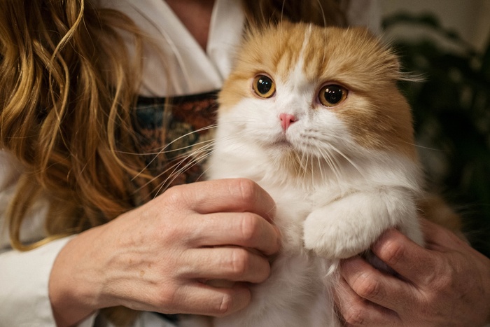 可爱猫咪猫猫摄影素材