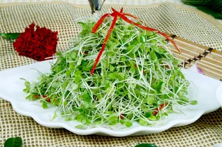 L01966凉拌香椿苗