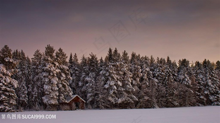松树林雪景壁纸