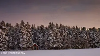 松树林雪景壁纸