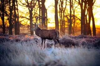 树林里的麋鹿图片动物大全