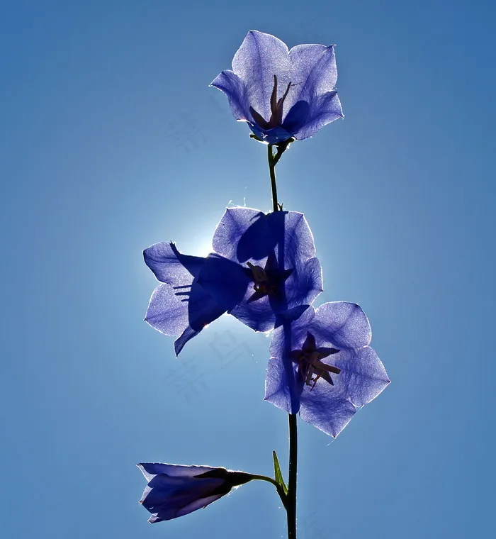 蓝色桔梗花图片