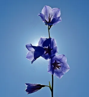 蓝色桔梗花图片 蓝色桔梗花图片