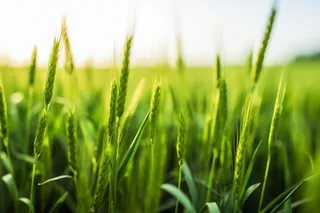 小麦麦穗稻穗摄影图素材背景