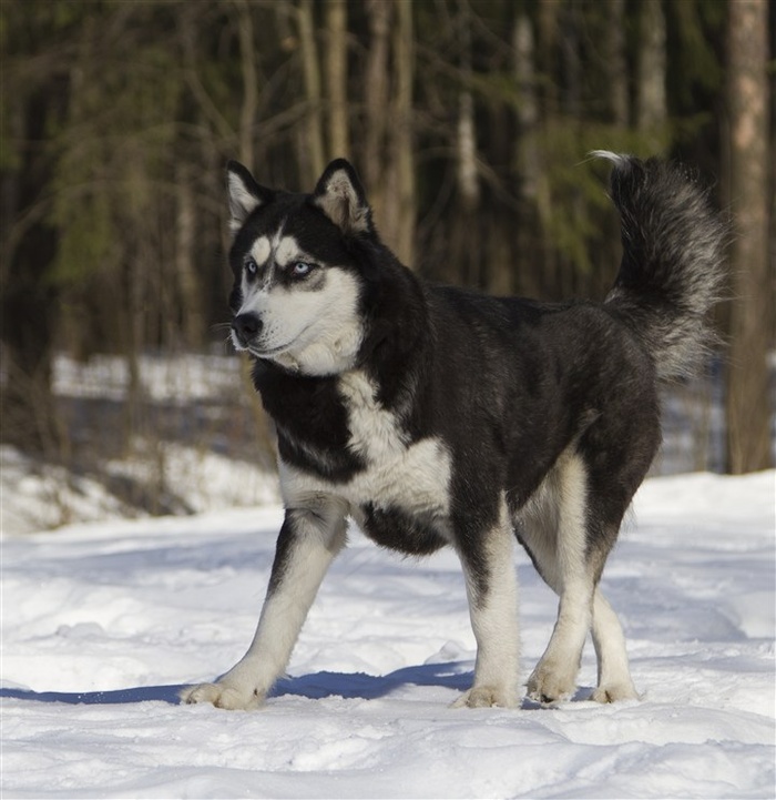 雪地中的爱斯基摩犬高清图片