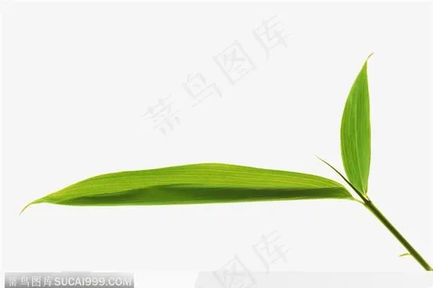 叶片标本(竹叶) 叶片标本(竹叶)