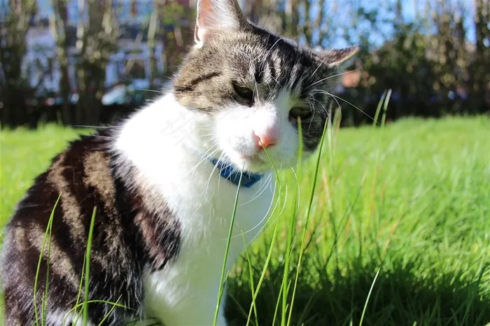 可爱的宠物猫素材图