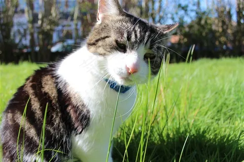 可爱的宠物猫素材图 可爱的宠物猫素材图