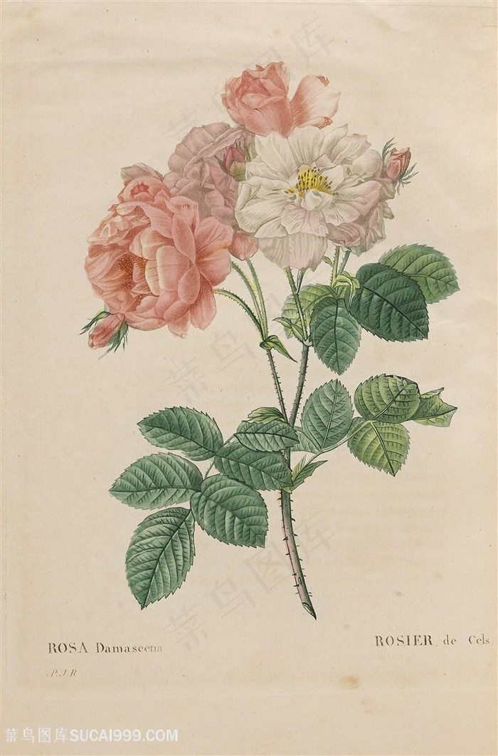 雷杜德高清唯美蔷薇花手绘插画图片