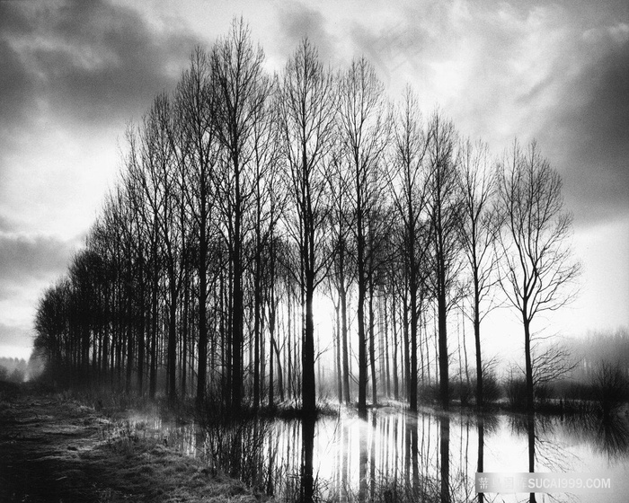 黑白树溪流美景