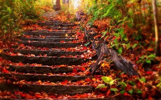 石板路上落满红叶