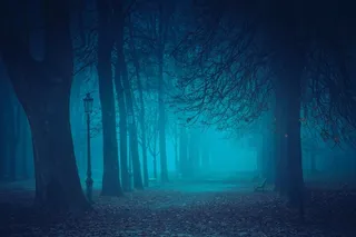 傍晚道旁林立的树木高清图片