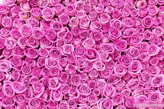 紫色玫瑰背景图片