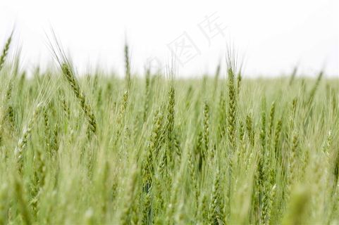 麦田麦穗图片